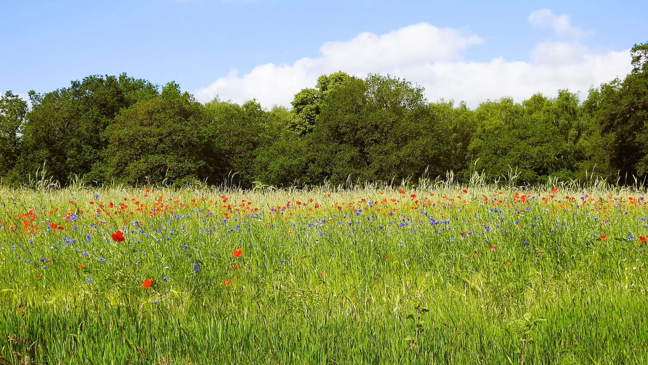 Oogstveld met klaprozen en korenbloemen